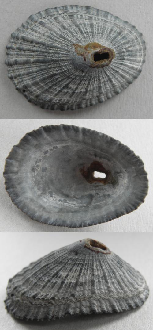 Diodora graeca?